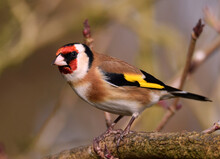 Closeup Shot Of A European Goldfinch (Carduelis Carduelis) On A Tree Branch