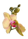 Fototapeta Storczyk - Isoleted Delicate cream-colored orchid flowers with a pink middle