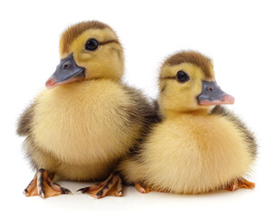 Canvas Print - Two little yellow ducklings.