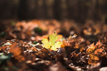 yellow maple leaf in autumn forest