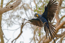 The Hyacinth Macaw (Anodorhynchus Hyacinthinus)