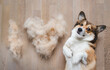 welsh corgi pembroke dog with shedded fur funny photo