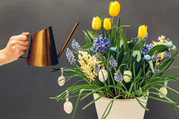 Wall Mural - Easter egg pot with spring flowers. Watering yellow tulips, hyacinths, blue muscari on grey background. Holiday decor