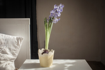 Canvas Print - easter spring still life. card mockup, hyacinth in flower pot, Scandinavian interior