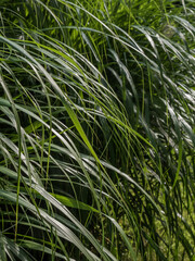 Wall Mural - green grass in the wind