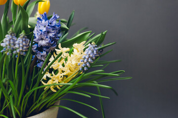 Wall Mural - Easter composition of spring flowers. Yellow tulips, hyacinths, blue muscari on grey background. Holiday decor