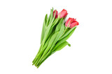Fototapeta Tulipany - Red tulips flowers isolated on white background