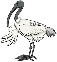 Cartoon Ibis Bird Comic Animal Character