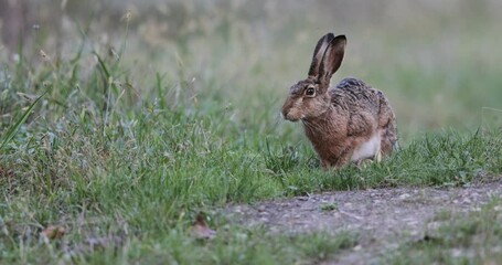 Wall Mural - Wild rabbit sitting on meadow in forest and eating grass. Wildlife in natural habitat