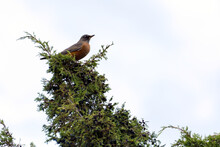 American Robin Perched On The Top Of A Tree