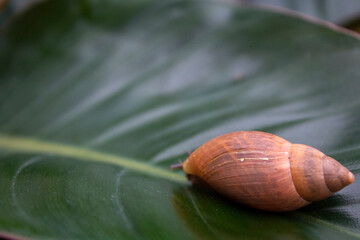 Wall Mural - snail on a leaf