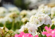 Beautiful White Geranium Flower Blossom In A Garden, Spring Season, Nature Background
