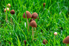 Little Mushrooms In The Grass