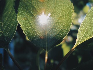 light on the leaves
