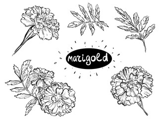 Wall Mural - Hand drawn sketch black and white of marigold flowers, leaf. Elements in graphic style label, card, sticker, menu, package. Engraved style illustration.