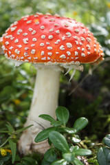 Canvas Print - Vertical shot of Amanita muscaria in the forest