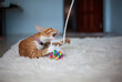 Young ginger kitty playing with a ball at home