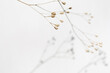 background with beige dried flower and its shadow on white