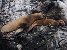 View Of Sleeping Sea Lions On A Rocky Island