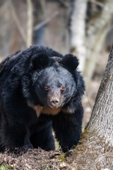 Wall Mural - asiatic black bear (ursus thibetanus) in spring forest