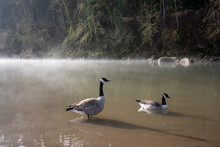 Two Wild Canada Geese (Branta Canadensis) In The Willamette River On A Foggy Spring Morning.