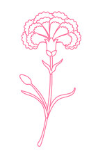 Carnation Flower Line Graphic Pink White Isolated Sketch Illustration Vector