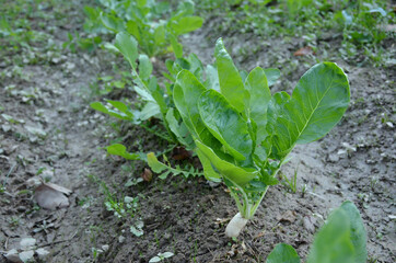 Canvas Print - Closeup shot of a bunch of ripe white radish with green plant seedlings in the garden