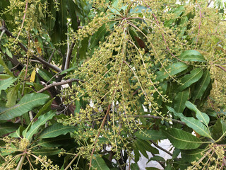 blossoming mango tree