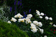 letni ogród różany