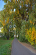 Autumn alley along a path with trees with colorful foliage 