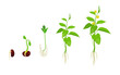 Stages of the plant development. Plant growth stages from seed to adult plant. Vector illustration on white background