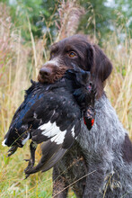 A Gundog Holds A Black Grouse