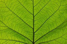Extreme Close Up Texture Of Green Leaf Veins