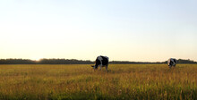 Black- White Cows In A Meadow Graze Freely Against The Backdrop Of The Sunset Of A Sun Behind The Forest. Ecologically Clean Pasture