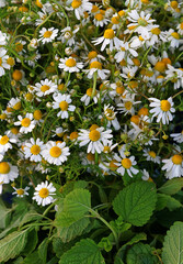 Wall Mural - Close up background of chamomile flowers