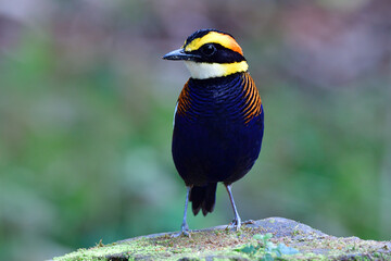 Canvas Print - Chest view of male Malayan Banded Pitta (hydrornis guajana) standing over mossy rock in its residential habitat