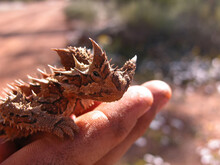  The Thorny Devil (Moloch Horridus), Also Known Commonly As The Mountain Devil, Looking Towards The Camera.
Outback Australia.