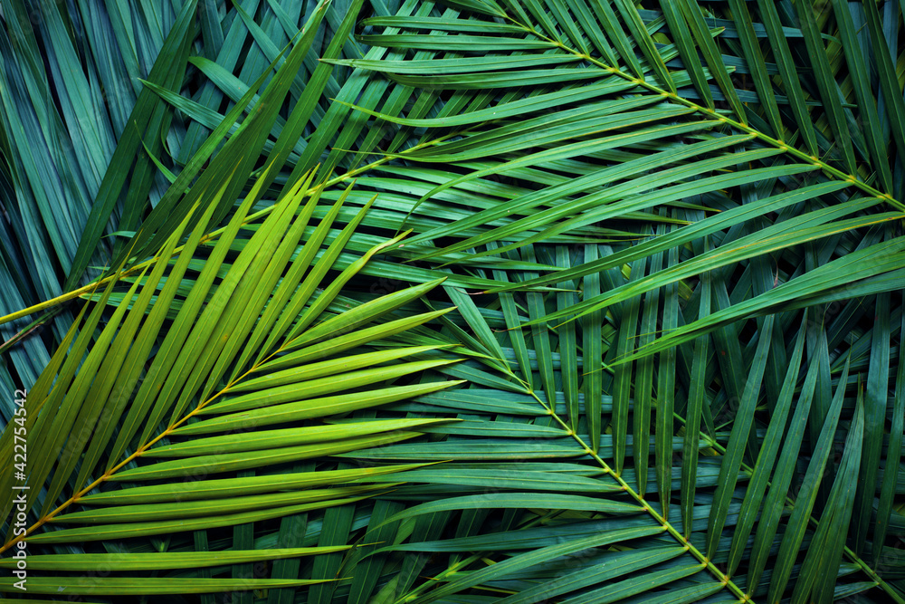closeup nature view of palm leaves background textures - obrazy, fototapety, plakaty 