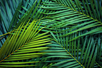 Papier Peint - closeup nature view of palm leaves background textures