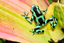 Green And Black Poison Dart Frog, Dendrobates Auratus, Tropical Rainforest, Costa Rica, Central America, America.