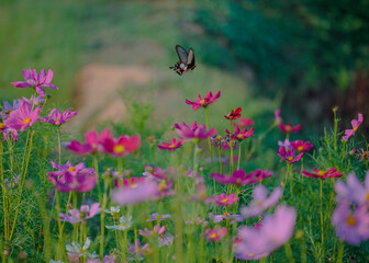 Wall Mural - butterfly on the meadow