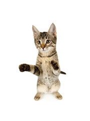 Wall Mural - Gray striped kitten stands on its hind legs isolated on a white background