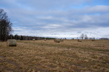 Latvia rural landscape in spring with a blue sky with a large meadow where there is a yellow dry grass