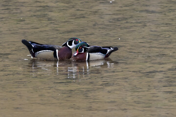 Canvas Print - Selective focus shot of two Wood ducks (Aix sponsa) swimming in a small pond