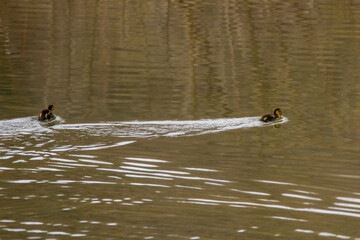 Poster - Selective focus shot of Wood Duck babies swimming in the pond