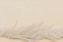 Dry Pampas Grass Reed On Beige Color Background. Zero Waste, Eco Friendly Concept. Vintage Color Filter