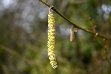 Hazelnut flower