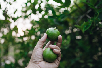 Two green lemons in the gardener's hand