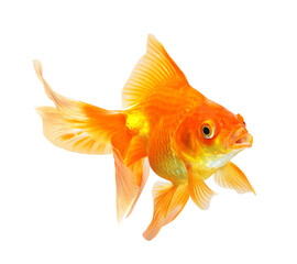 Wall Mural - Gold Fish isolated