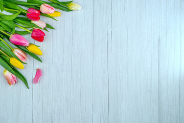 Tulips on a wooden surface. Floral background with copy space for placing text for the design of greeting posts, advertising campaigns, florist business cards, souvenirs, printing on fabric, cover